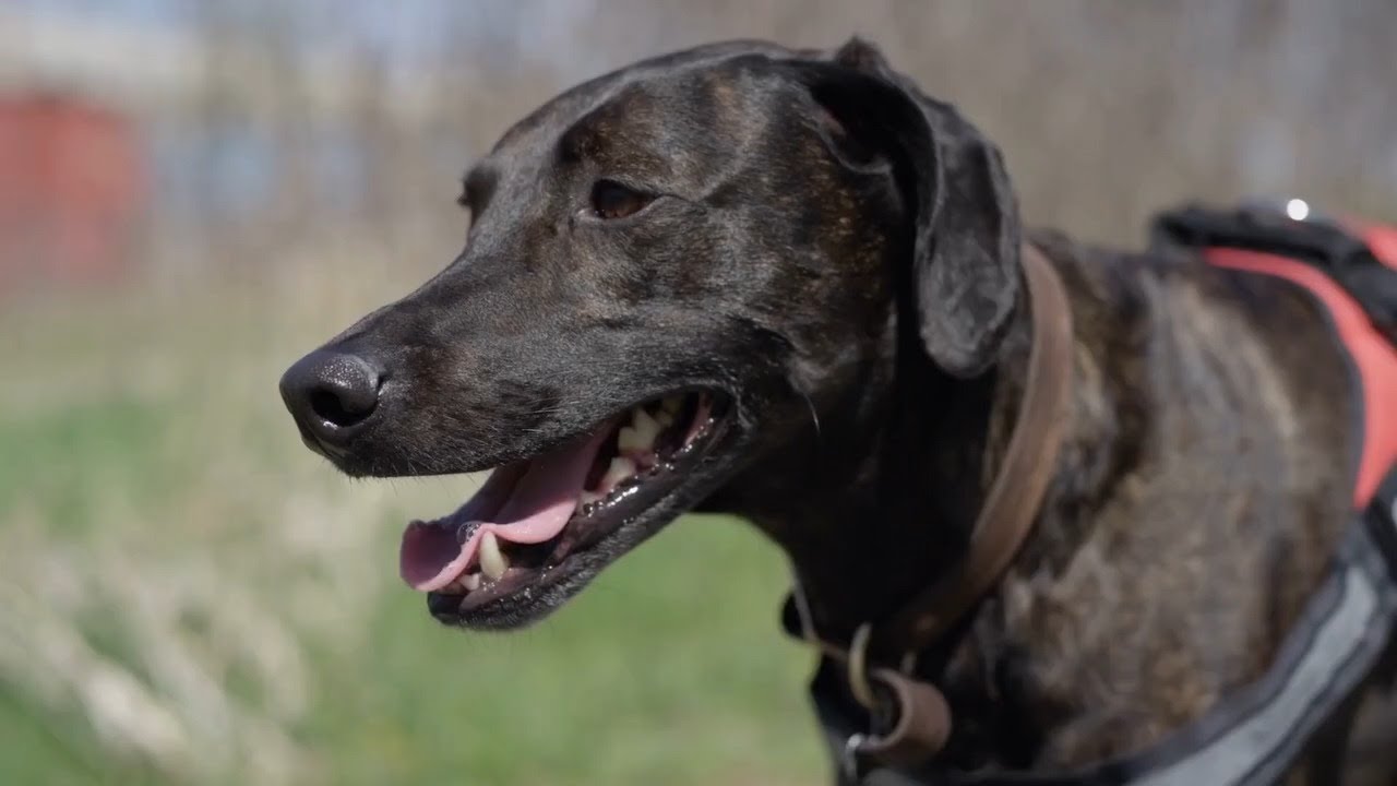 IATA's Guidance on Service Dogs