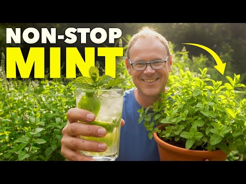 Grow Mint NON-STOP (Without It Taking Over)