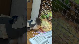 イタズラ優しい猫と気にしないトカゲ#ノルウェージャンフォレストキャット #ラガマフィン #のすけ #サバンナモニター #シェフィー