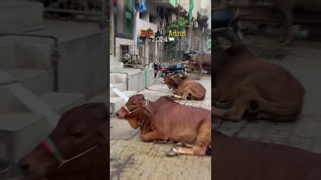 Eid al Adha 2024🐏❤️|| #1k #eidmubarak #shortvideo