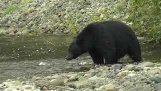 preview picture of video 'Black bear in Quatse River, Port Hardy'