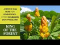 RINGWORM & other SKIN ISSUES Treatment using CASSIA ALATA (KING OF THE FOREST)