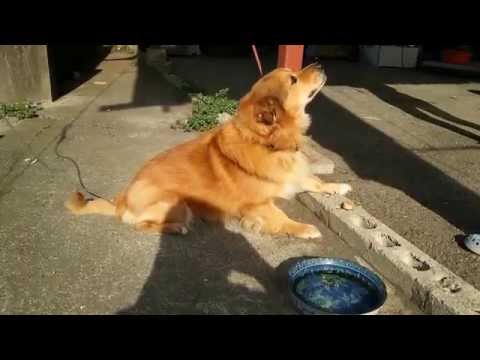 Cute Dog ARU! Try to "WAIT" and "EAT" before his meal!