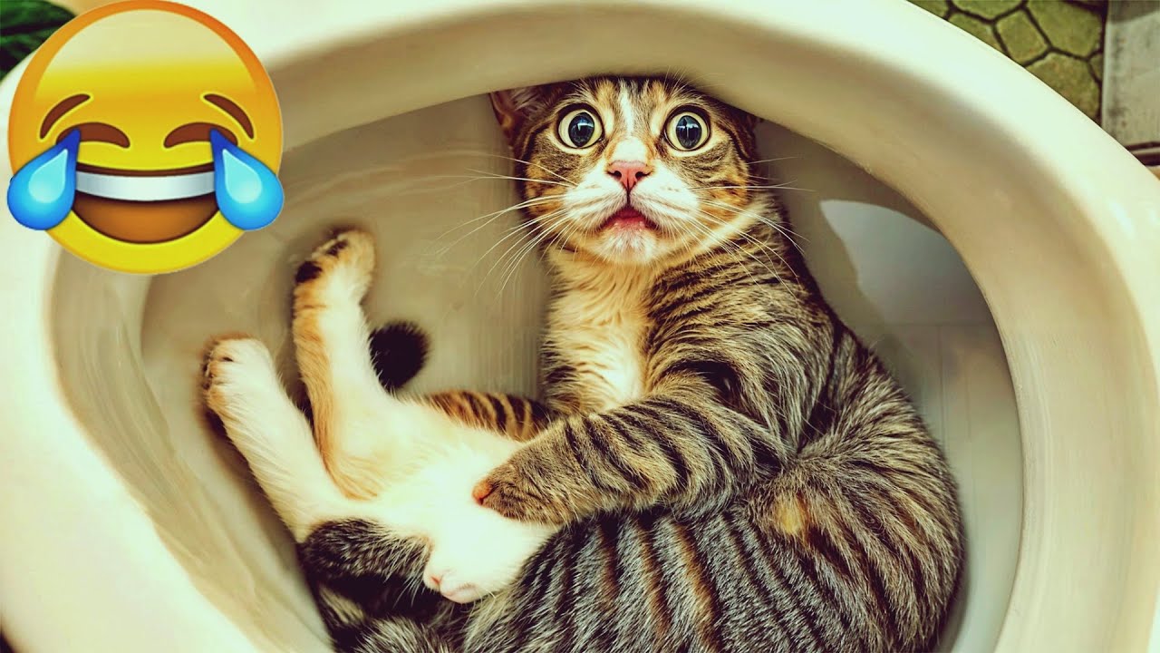 𝐇𝐢𝐥𝐚𝐫𝐢𝐨𝐮𝐬 𝐂𝐀𝐓𝐒 𝐚𝐧𝐝 𝐃𝐎𝐆𝐒 𝐓𝐡𝐚𝐭 𝐖𝐢𝐥𝐥 𝐌𝐚𝐤𝐞 𝐘𝐨𝐮 𝐒𝐦𝐢𝐥𝐞 😅 𝐇𝐢𝐥𝐚𝐫𝐢𝐨𝐮𝐬 𝐀𝐧𝐢𝐦𝐚𝐥 𝐂𝐥𝐢𝐩𝐬 𝐘𝐨𝐮 𝐍𝐞𝐞𝐝 𝐓𝐨 𝐒𝐞𝐞 😸