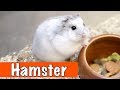 Alles over de hamster! | DierenpraatTV