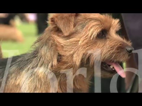 Around the Dog World - Highlights of 2015 (Episode 52)
