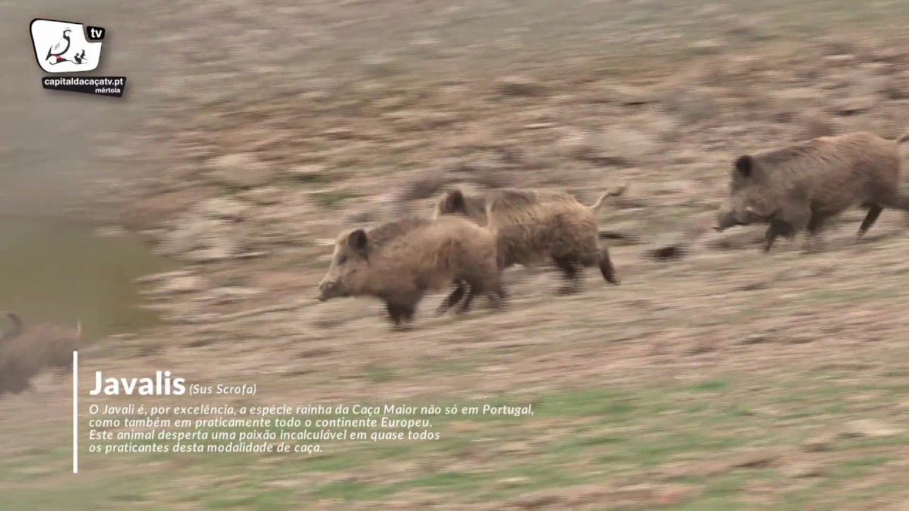 Época de Montarias Javalis Veados Gamos