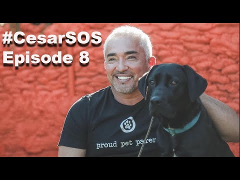 YouTube video about: Can you bring your dog to lazy dog?