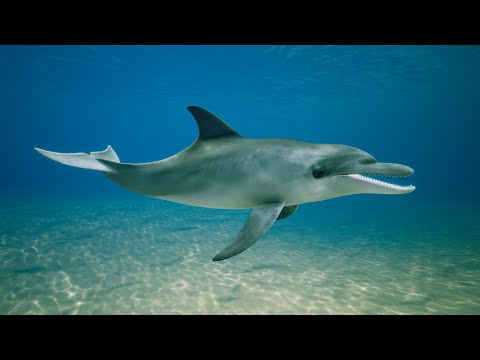 Dolphin - Unreal Engine Asset Trailer