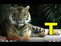 ALPHABET ANIMALS PHONICS ALPHABET SONG Part 31