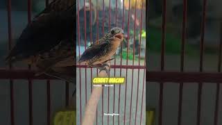 Download lagu Cendet macan #masteranburung mp3 Download lagu Cendet macan #masteranburung mp3