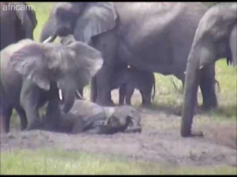 Breeding herd of elephants at Tembe, November 27, 2012