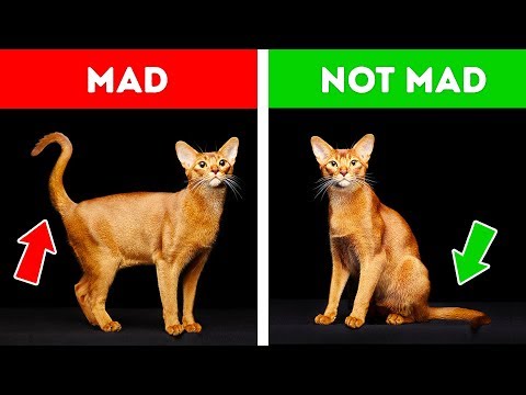 If Your Cat Acts Strangely, Don’t Worry. Here’s the Explanation!