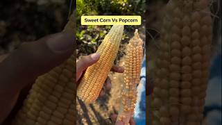 स्वीटकॉर्न या पॉपकॉर्न , घर पर कौनसी मक्का लगाएं, Sweet corn Vs Popcorn #sweetcorn #popcorn #maize