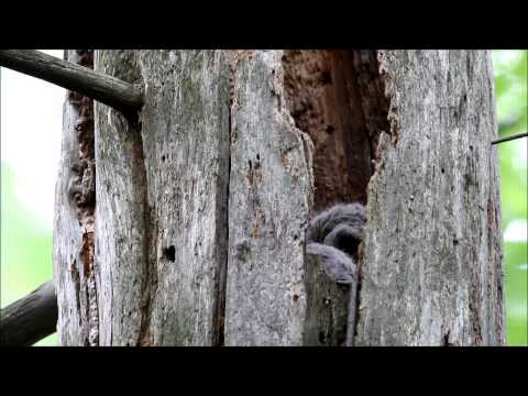 Barred Owl Chicks At Nest Site (Fluffy Bobbing Heads!)