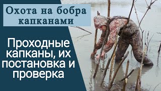 Бобр ловля капканом