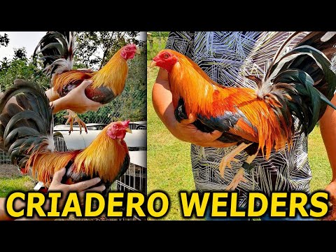 QUALITY !! Kelso Sweater Brownred Criadero Welders