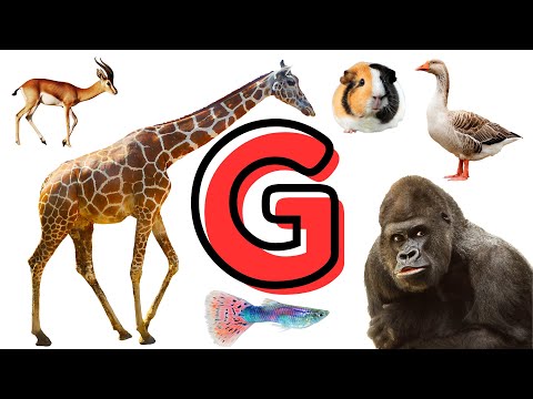 Explore Fascinating World of Animals - Name of Animals That Start with G - English Mastery System