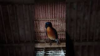 Download lagu tledekan bakau ngalas.. mp3