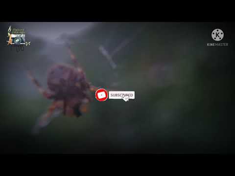 Macro World - Chapter 1 -