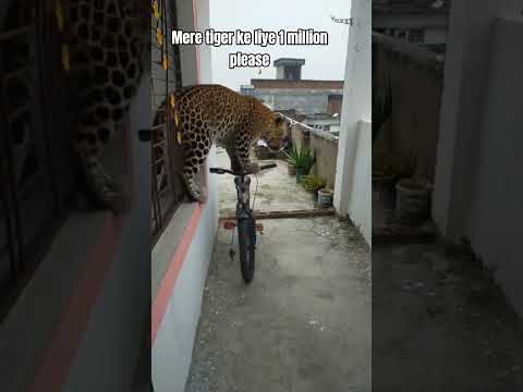 Anaya Zuhair ka tiger mammi ko Dara Diya Anaya short video