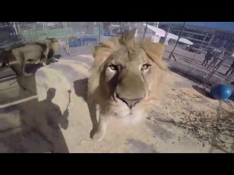 Lions and Alexander Lacey for Ringling Bros. Presents LEGENDS