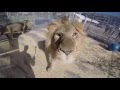 Lions And Alexander Lacey For Ringling Bros Presents LEGENDS
