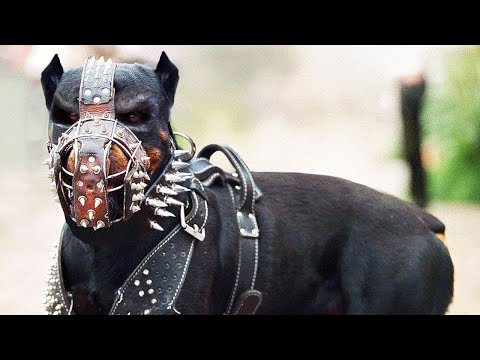 Estos Perros Están Prohibidos en Todo el Mundo