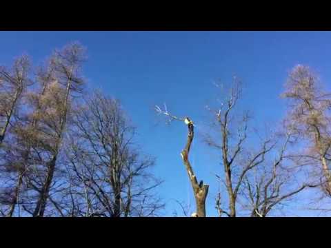 Ulme fällen in Appenzell Teil 2