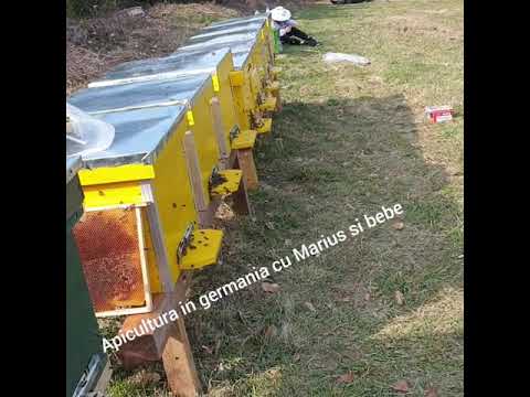 Apicultura in germania cu Marius si Bebe #2