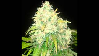 Alborosie--Real Story