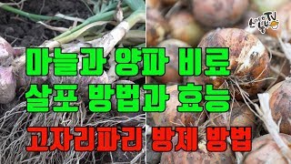 마늘 양파 잘키우기 비료 종류와 효능 고자리파리 방제 방법