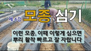 제 6강 모종 심기 이런 모종, 이때 이렇게 심으면 뿌리 활착 빠르고 잘 자랍니다. #주말 농장 모종 심기 …