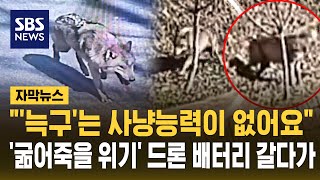 늑구는 사냥 능력이 없어요..'굶어 죽을 가능성도' 드론 배터리 갈다가 (자막뉴스) / SBS