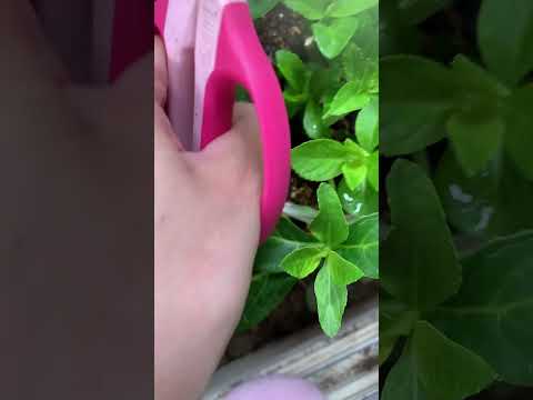 アジサイの剪定方法は？避けるべき最も一般的な間違い  庭園