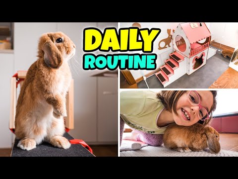 DAILY ROUTINE del NOSTRO CONIGLIETTO TRILLY: Una Giornata Pucciosa