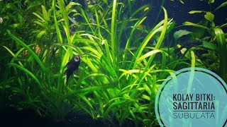 Sagittaria Subulata (Kolay Bitkiler Serisi )