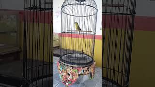 Download lagu Masteran Pleci BARBARA Nembak Sejalur Ala Motor 2 Tak #shorts mp3 Download lagu Masteran Pleci BARBARA Nembak Sejalur Ala Motor 2 Tak #shorts mp3