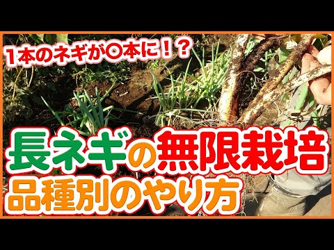  2024年の夏ネギの種まきはいつ?それを行う方法と苗の温度はどれくらいですか？  庭園