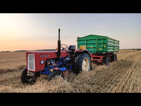 Żniwa 2024 Ursus C-355 - Autosan D47 na podwójnych burtach & transport Pszenicy 8 ton ładunku netto