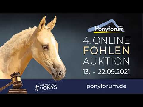 DONNA BALLERINA SF v. Dark Dornik / Champino