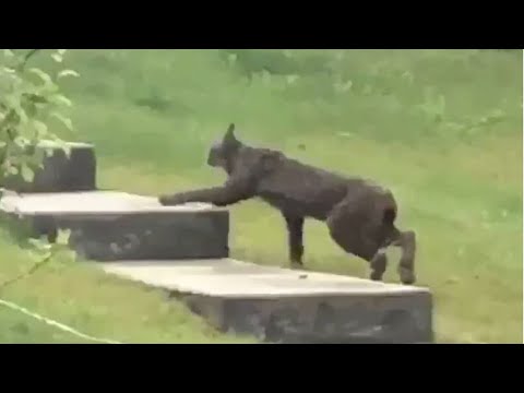 Schwarzer kanadischer Luchs erstmals gefilmt: Was es mit der seltsamen Färbung auf sich hat