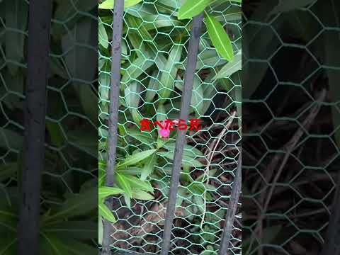 凍ってしまったキョウチクトウを復活させる方法は？彼を救う究極のヒントがここにある！  庭園