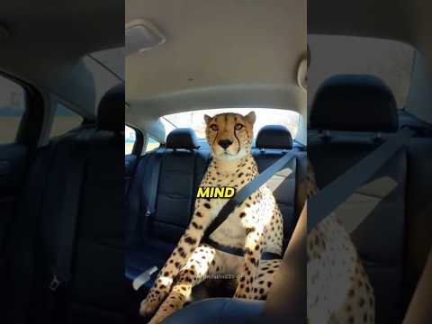 He jumped in my Uber and wouldn't leave... 🐆🚗