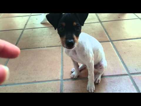 Bodeguero Andaluz 2 meses aprendiendo