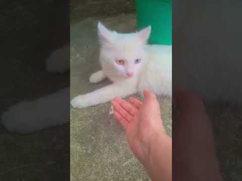 Turkish Angora kitten cat