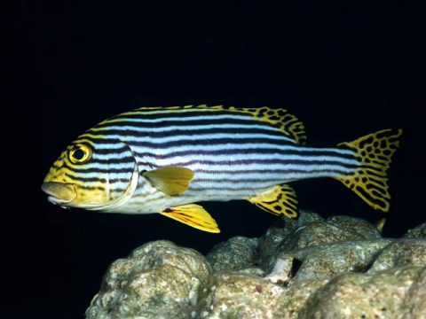 Seismal D. - Somnambulist (D. Diggler Remix)