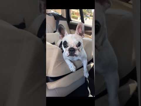 Baby video