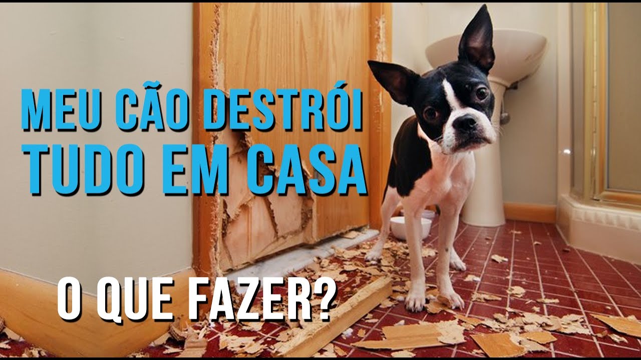 Cachorro destruindo tudo - Como resolver?