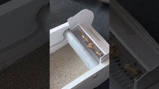 Automatic litter box for cats | ARTEM REGART #cat #litterbox #house